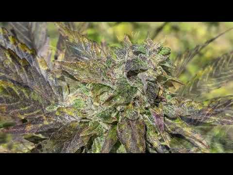 Outdoor grow September 23rd, 2023. Purple flowers. The days before Croptober. 🎃 👿 👻 🌙 🌲 ⛄️
