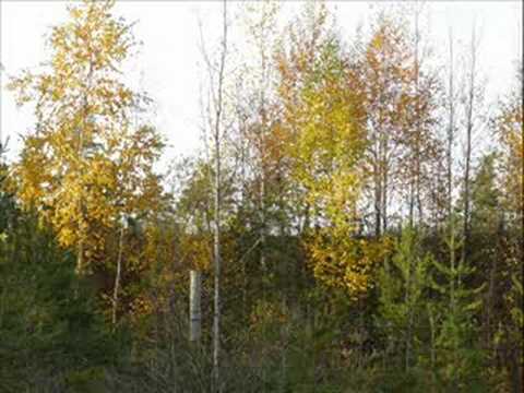 Kuvia ja musaa korvesta.Pics and music from korpi (nature)