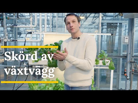 Skolodling: Så skördar du din växtvägg på rätt sätt - Grobruket
