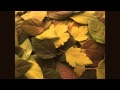 Children's Song: Falling Leaves 