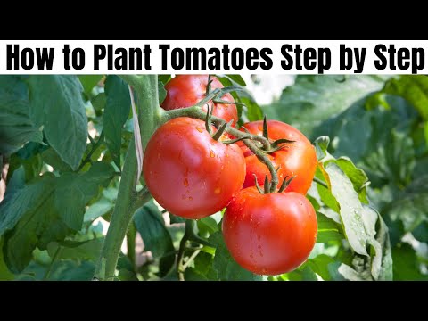 How to Plant Tomatoes in 7 Minutes