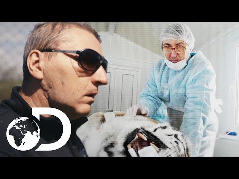 知名老虎專家被野虎咬傷--老虎樂園 (Leading Tiger Expert Mauled By Wild Tigress | Tigerland)