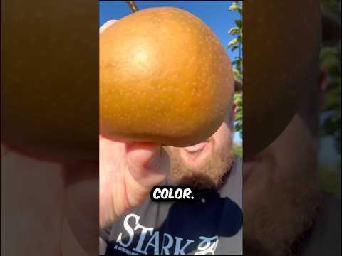 When to pick Asian Pears. #garden #pear #ripe #shorts
