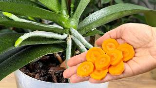 Ein wahrer Schatz für Orchideen! Sie blühen nonstop 🌺 und Wurzeln wachsen wie verrückt!