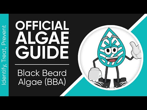 Aquascapeguide - Get Rid of Black Beard Algae in 2024 with THIS Guide!