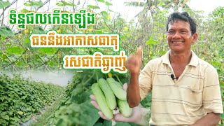 ការថែទាំ ដំណាំត្រសក់ អោយទទួលបានទិន្នផល និង​ រស​ជាតិឆ្ងាញ់
