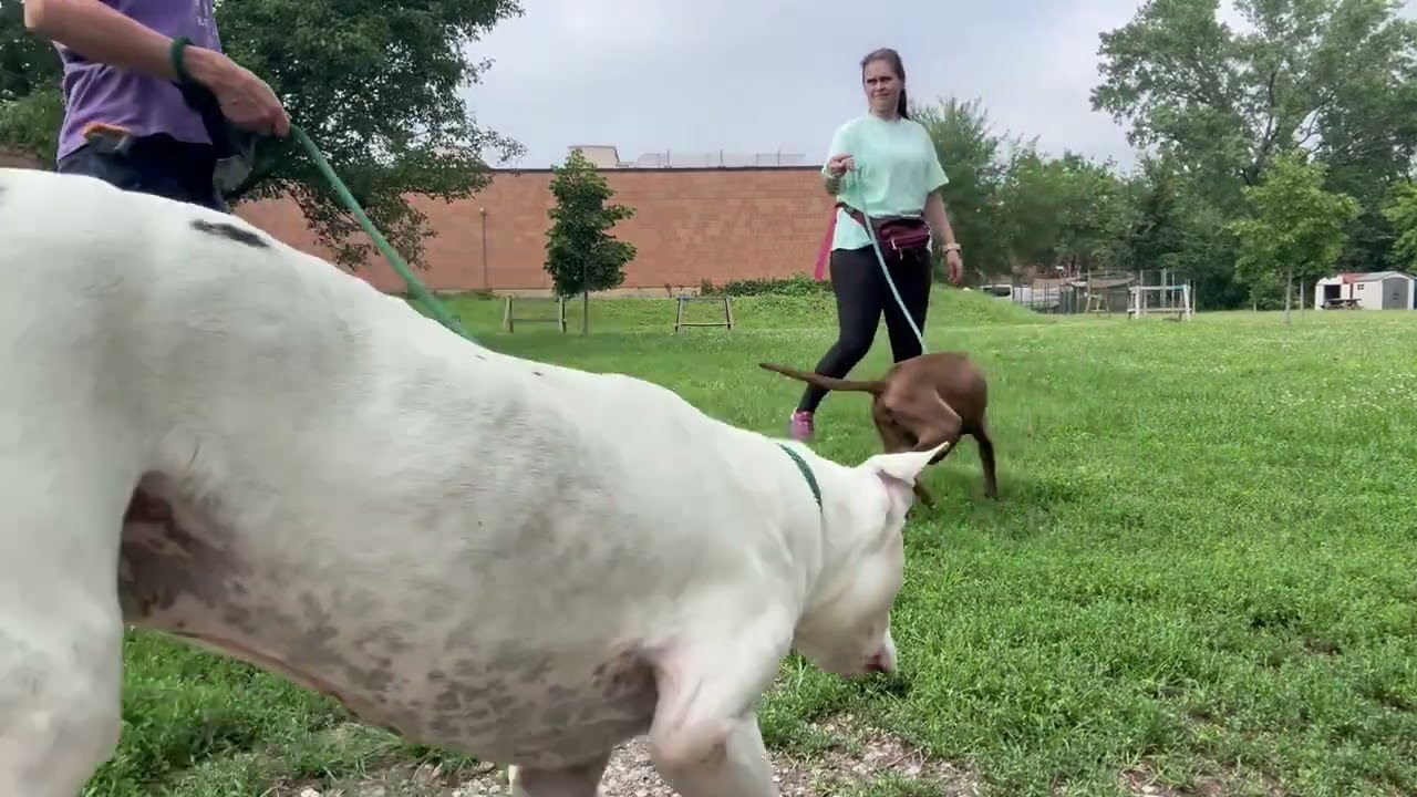 Lucky's Leash Test