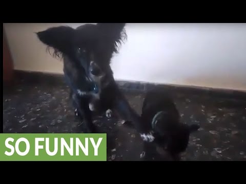 Dog helps out younger brother with cute trick