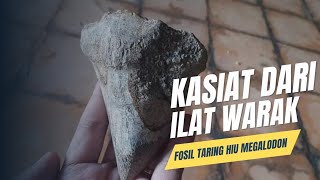 Download lagu Apa Itu Ilat Warak.? Dan Manfaatnya //Fosil Gigi Ikan Hiu Purba Megalodon// mp3