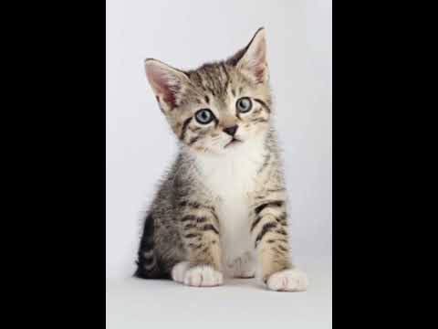 cute cats video  ## beautiful cats poses ##                🐱🐱🐱 ## 👍##