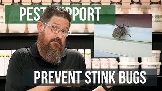 What can I do to Prevent Stink Bugs? | Pest Support