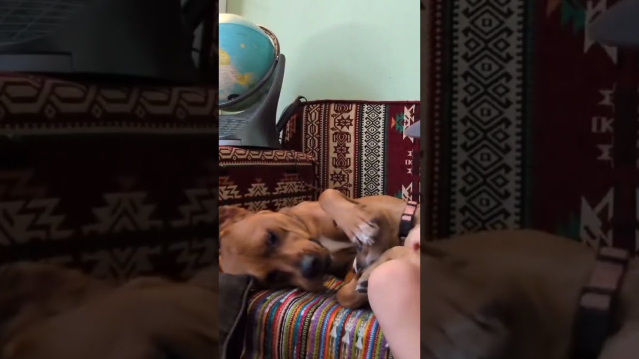 Camilla, a ADOPTABLE mixed breed in Fort Collins, CO video 6/6