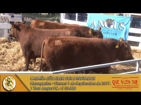 01-09-17 Venta de Toros - Cab. Güe Glen Sur e invitados - Huanguelen.