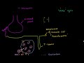 Role of the Sarcoplasmic Video Tutorial