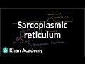 Role of the Sarcoplasmic Reticulum in Muscle Cells ...