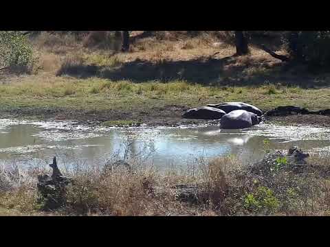 Djuma: Impalas, Nyala, Hippos and Waterbuck bull - 10:47 - 06/16/21