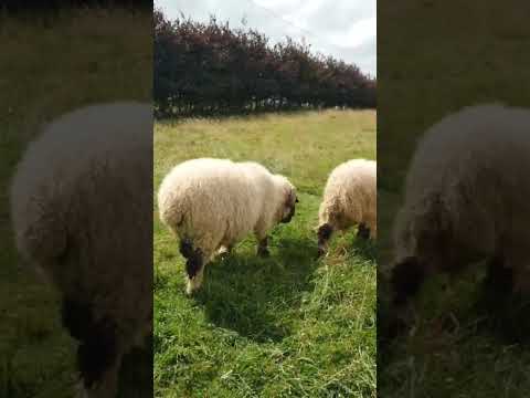 5 Valais Blacknose Breeding Rams for sale - Image 2