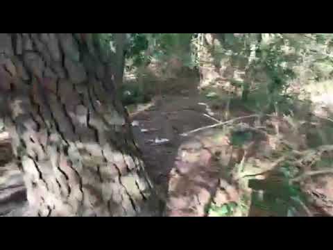 Recorrido por el bosque, barranco. Marindia, Canelones, Uruguay