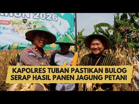 KAPOLRES TUBAN PASTIKAN BULOG SERAP HASIL PANEN JAGUNG PETANI