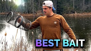BEST BAIT for trapping minnows