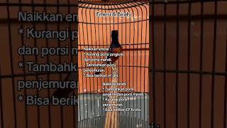 Download lagu EMOSI DAN BIRAHI MURAI BATU #kicaumania #muraibatu #masteranmuraibatufullisian #kicaumanianusantara mp3 Download lagu EMOSI DAN BIRAHI MURAI BATU #kicaumania #muraibatu #masteranmuraibatufullisian #kicaumanianusantara mp3