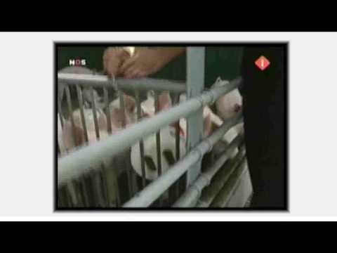download lagu mp3 mp4 Paarlen Voor De Zwijnen, download mp3 Paarlen Voor De Zwijnen free download, download mp3 Paarlen Voor De Zwijnen