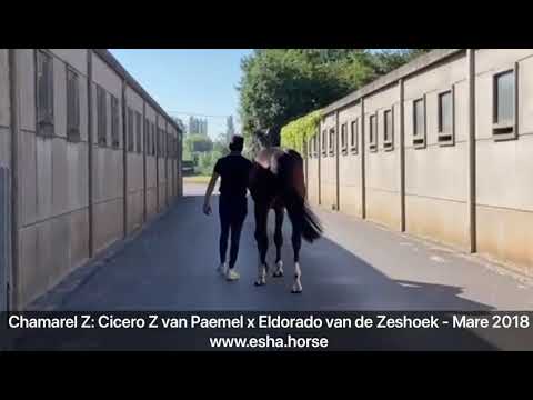 Chamarel Z: CICERO Z VAN PAEMEL x ELDORADO VAN DE ZESHOEK