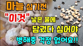 마늘 심기전 이것 넣은 물에 담궜다 심어야 뿌리를 잘 내리고 마늘 병해충 없이 심어야 병해충 없이 잘자라요 …