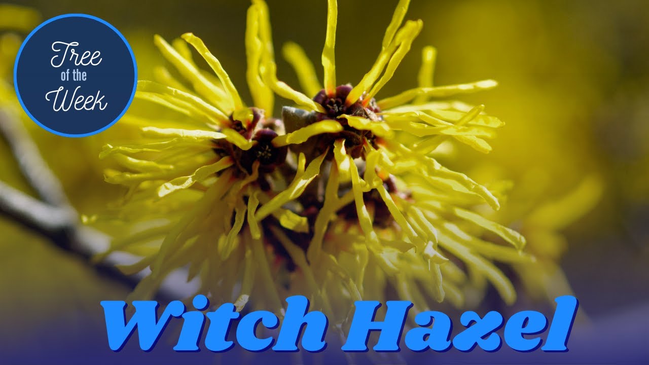 Tree of the Week: Witch Hazel
