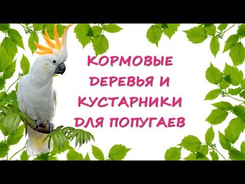 Чем кормить попугая/Кормовые деревья и кустарники для рациона попугая.//What to feed the parrot