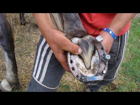 L-am potcovit pe Suru...!!!