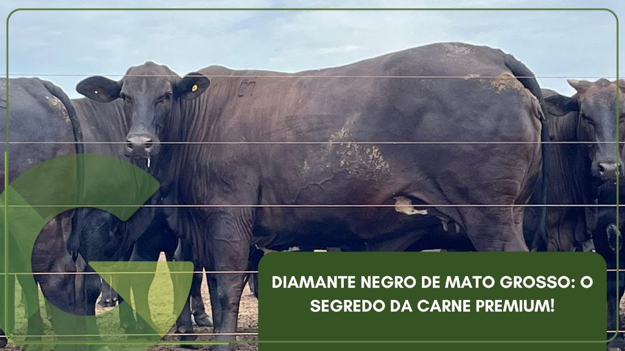 🔴 AO VIVO | GIRO DO BOI – DIAMANTE NEGRO DE MATO GROSSO: O SEGREDO DA CARNE PREMIUM!