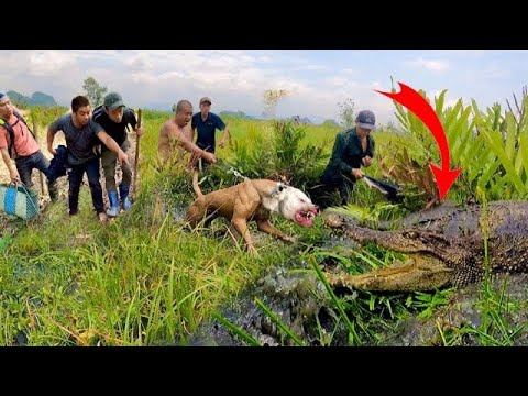 Brave pitbull dog confronts Giant Crocodile to save owner