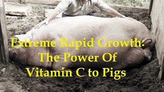 Vitamin C  Why It Makes Pigs Grow Really Fast