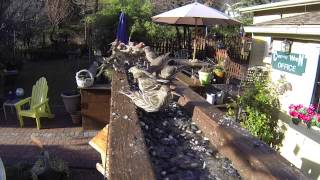 Feeding Time at the Canyon Wren