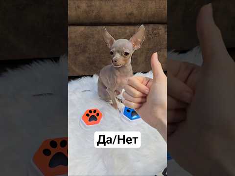 Руби отвечает на вопросики #toyruby #shorts