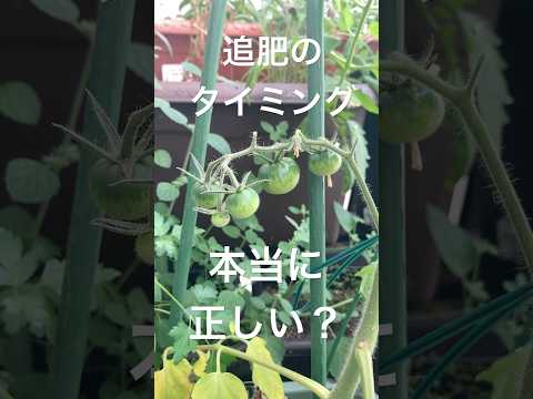 キョウチクトウに最適なマルチは何ですか?成長に最適なヒント  庭園