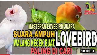 Download lagu Suara Walang Kecek Cocok Buat Masteran Lovebird Juara mp3 Download lagu Suara Walang Kecek Cocok Buat Masteran Lovebird Juara mp3