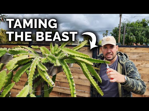 How to Grow Dragon Fruit Part 1 Soil Sun Water Containers and Fertilizing