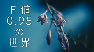 【花の撮り方】TTArtisan 50mm f/0.95を使って梅雨時期のお花を撮影してみた【FUJIFILM X-T3】
