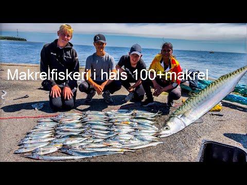 Makrelfiskeri i hals 100+Makrel
