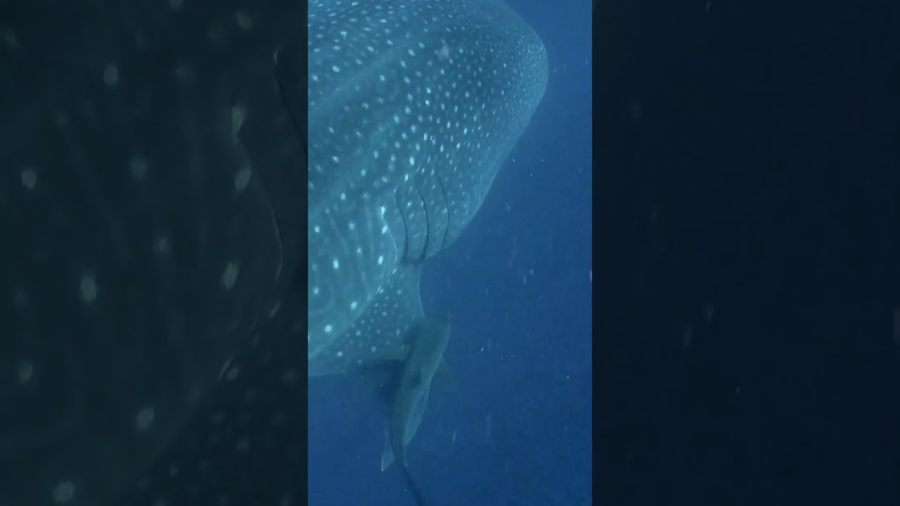 Silky shark rubs against whale shark to remove parasites  #saveourseasfoundation #whaleshark #silky