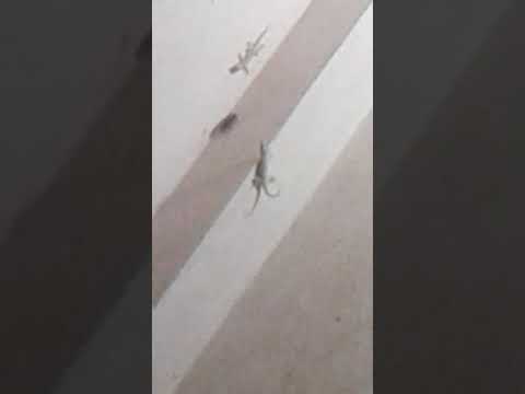 cockroach and lizard