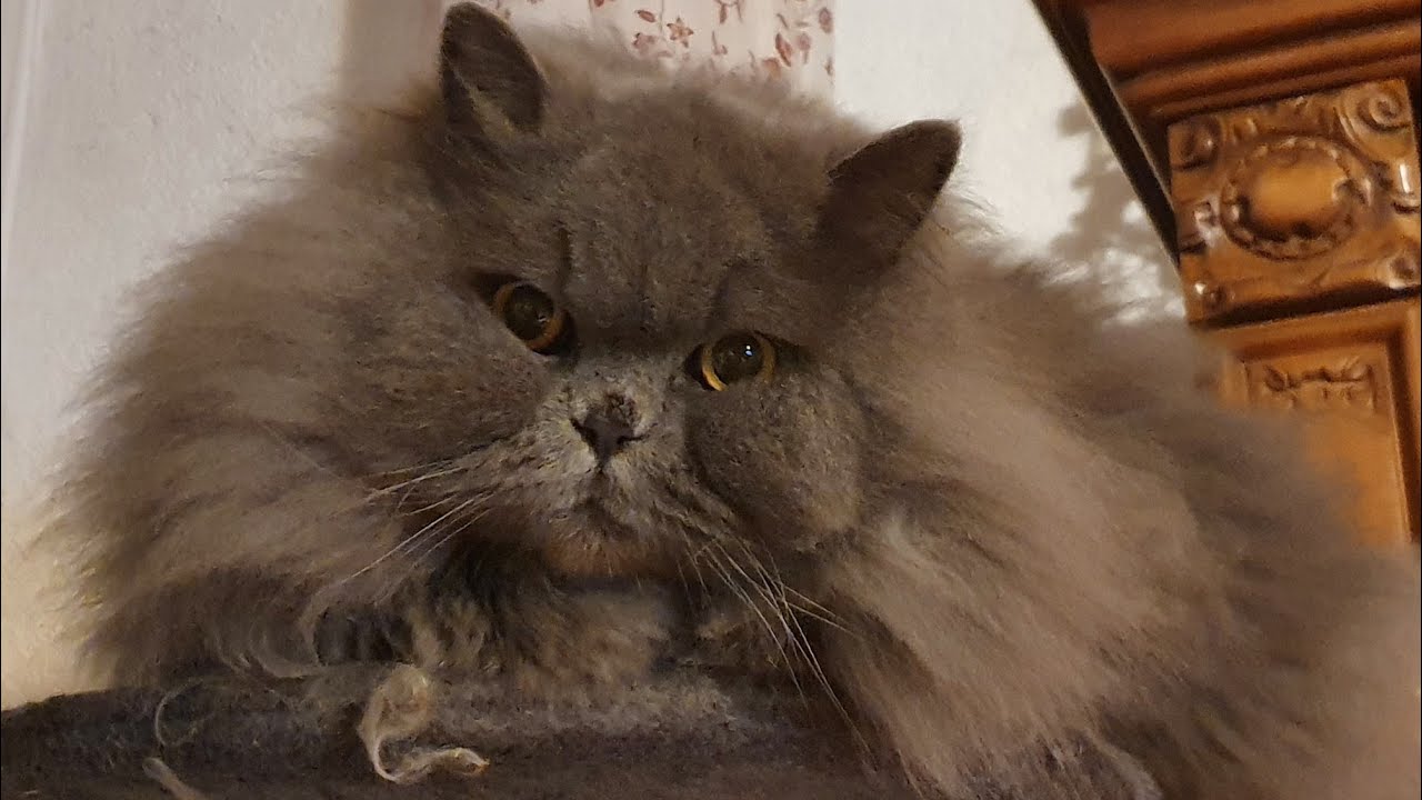 Katze scheren bei Filz - Anleitung