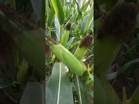 P9415 Hunedoara 2025