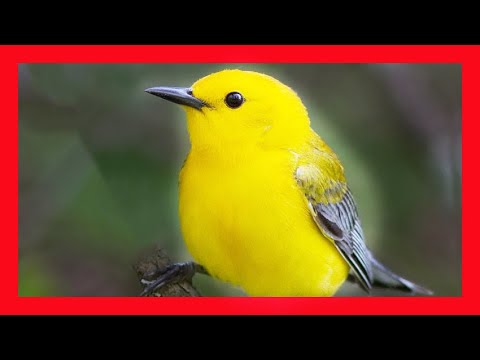 Horárik pomarančový (Protonotaria citrea) — spev a hlas v prírode
