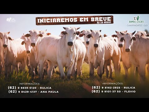 BAMBU LEILÕES   -  CAMPINORTE - GOIÁS 05/12/2025