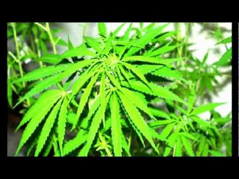 Nov Poredok Crew( Daci Jass ) .ft TyTe - THC ekipa - DROM REC