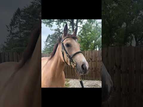Pony - Image 2