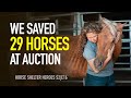 Horse Shelter Heroes | S2E16 | Full Episode